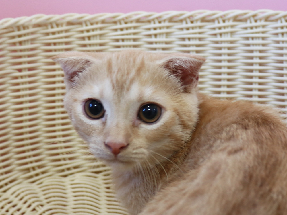 マンチカンの子猫画像