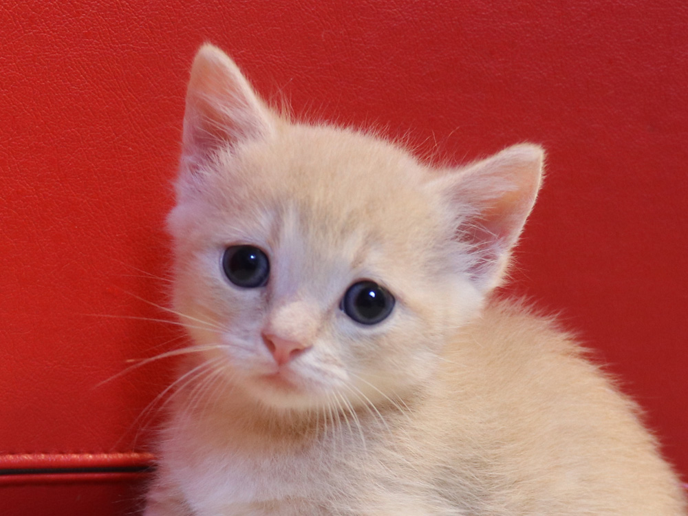 マンチカンの子猫画像