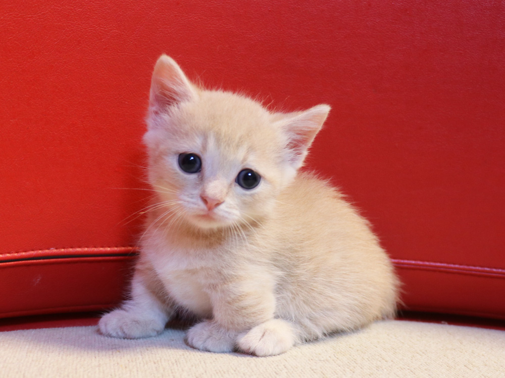 マンチカンの子猫画像