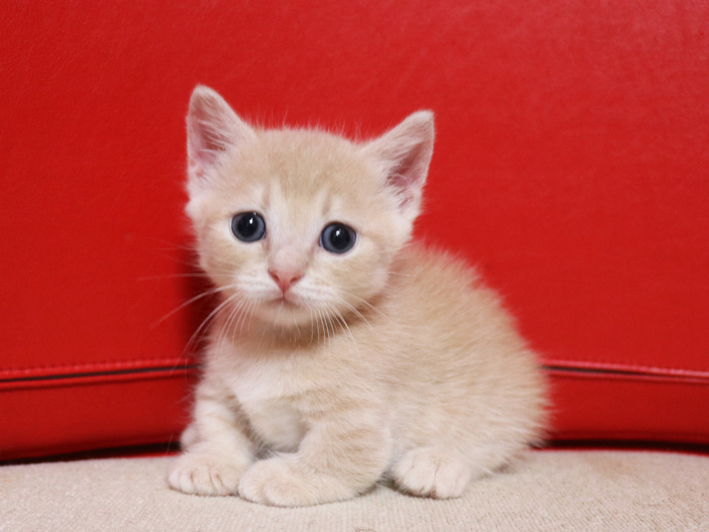 マンチカンの子猫画像