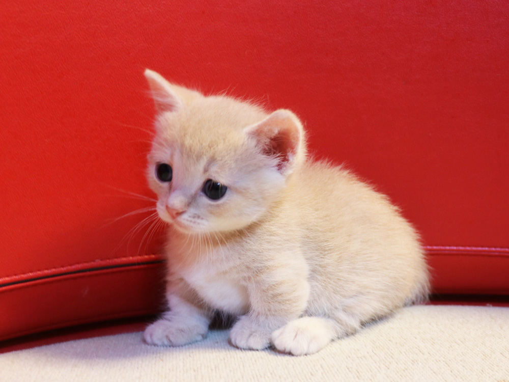 マンチカンの子猫画像