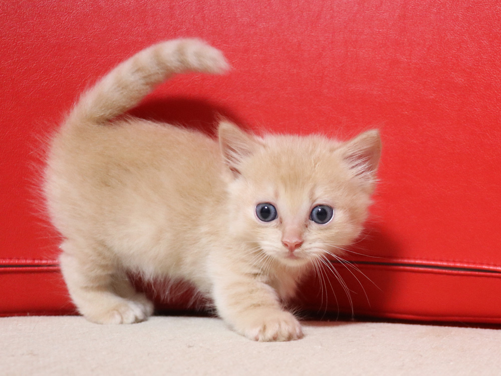 マンチカンの子猫画像