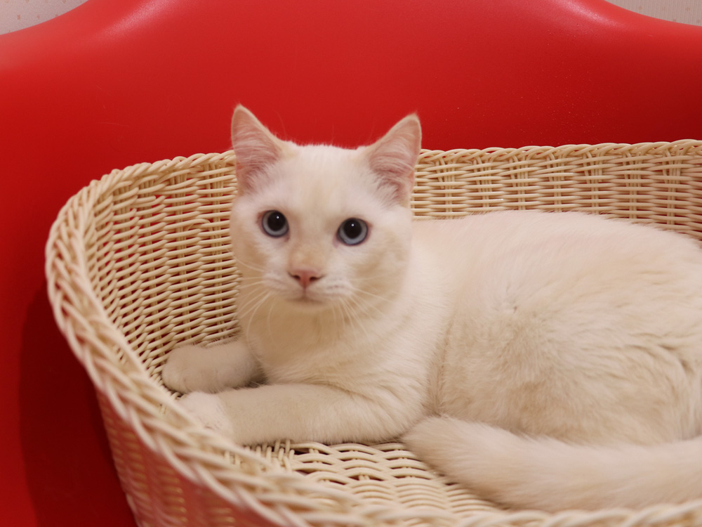 マンチカンの子猫画像