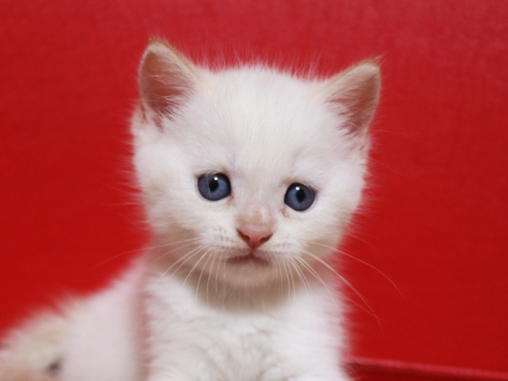 マンチカンの子猫画像