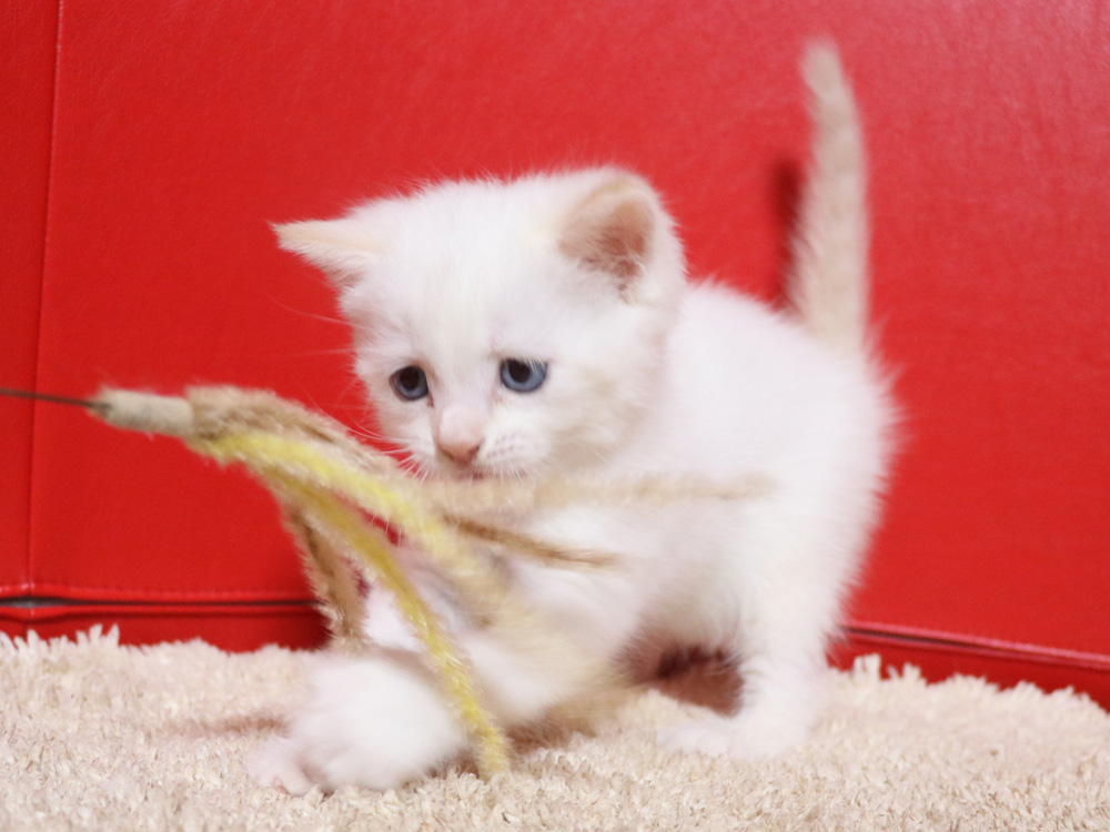 マンチカンの子猫画像