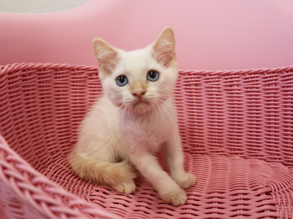 マンチカンの子猫画像