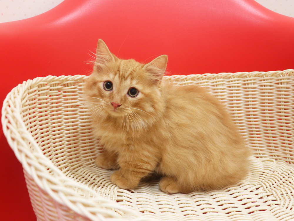 マンチカンの子猫画像