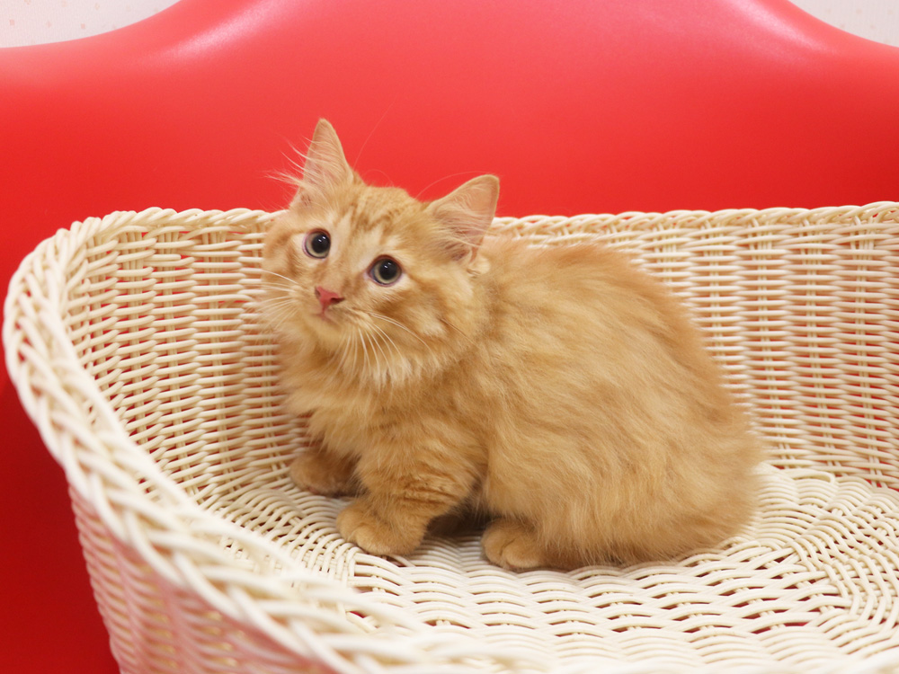 マンチカンの子猫画像