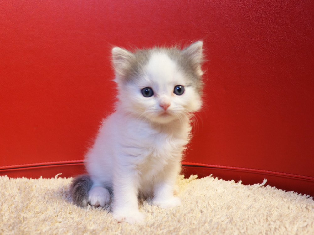 マンチカンの子猫画像