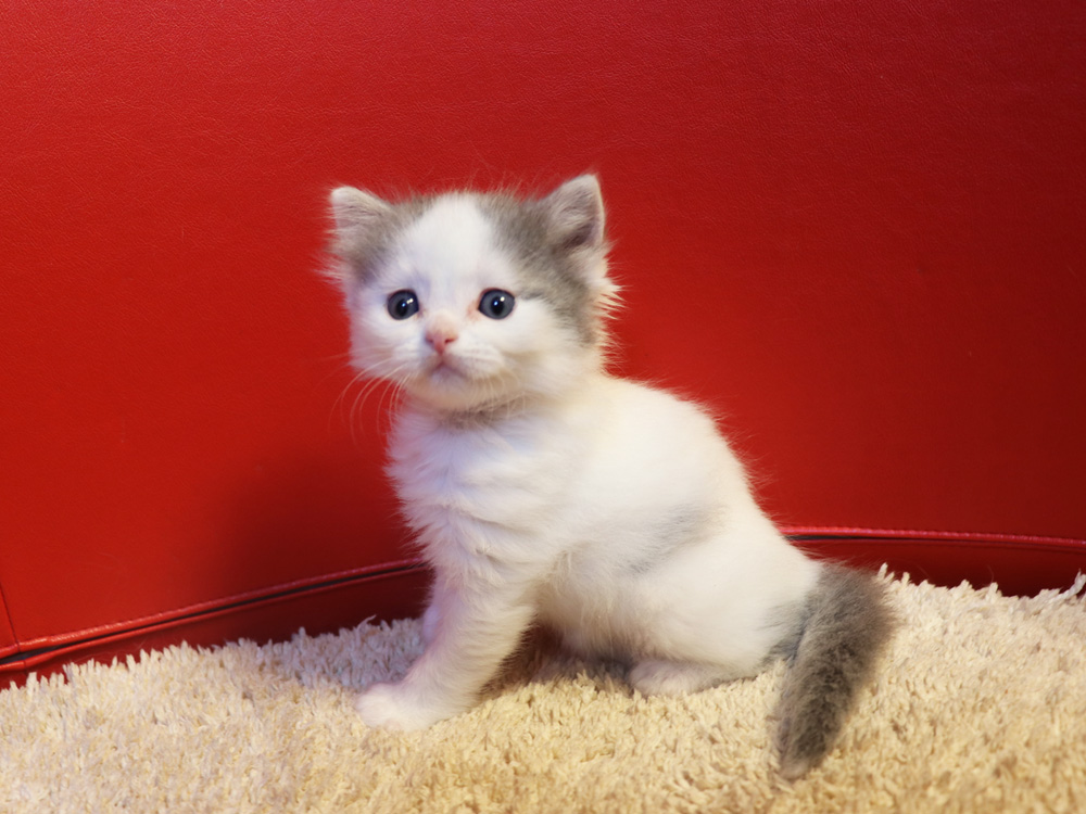 マンチカンの子猫画像