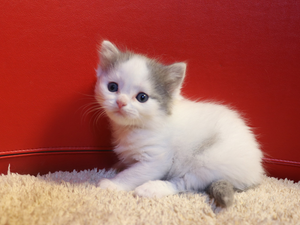 マンチカンの子猫画像