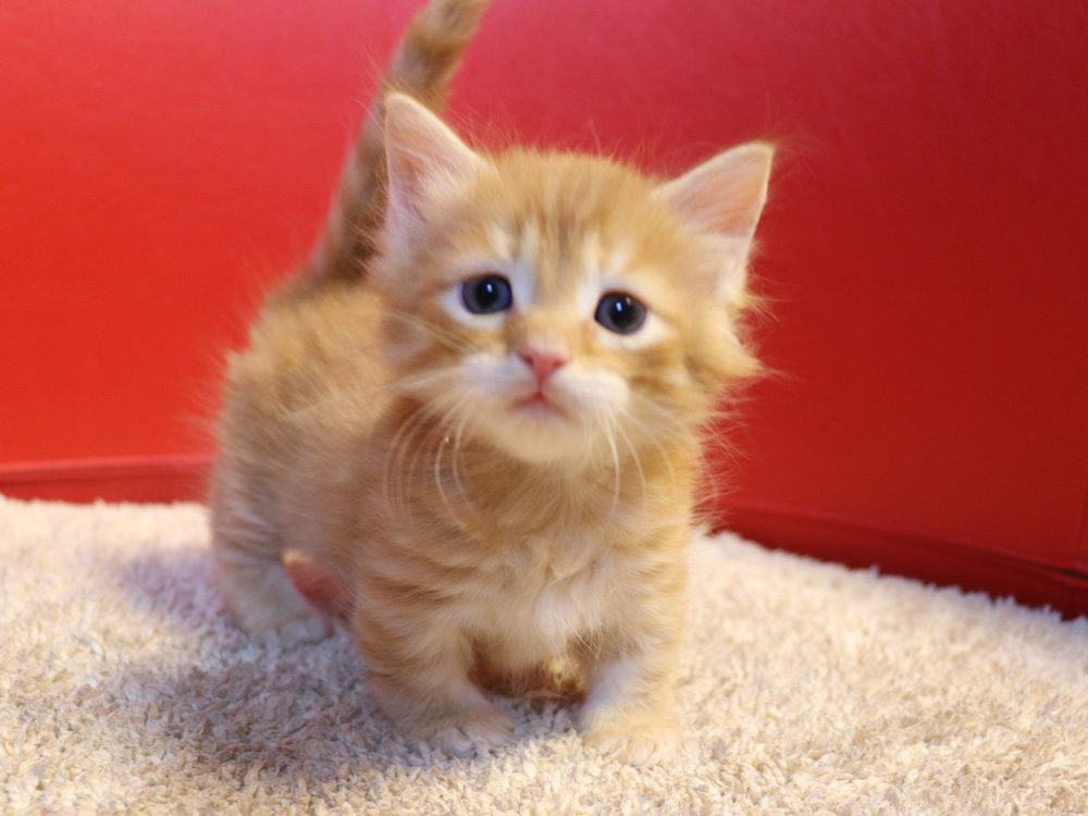 マンチカンの子猫画像