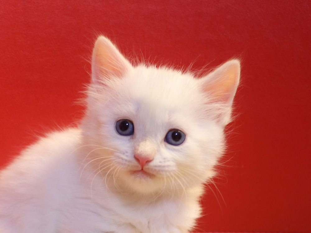 マンチカンの子猫画像