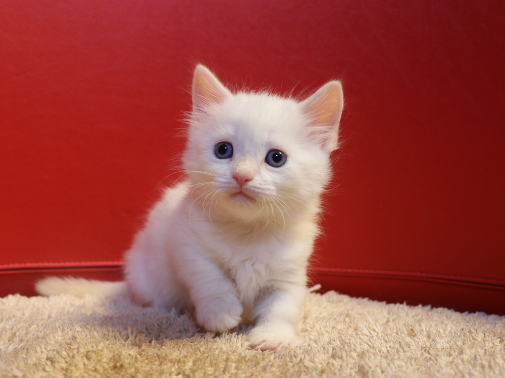 マンチカンの子猫画像