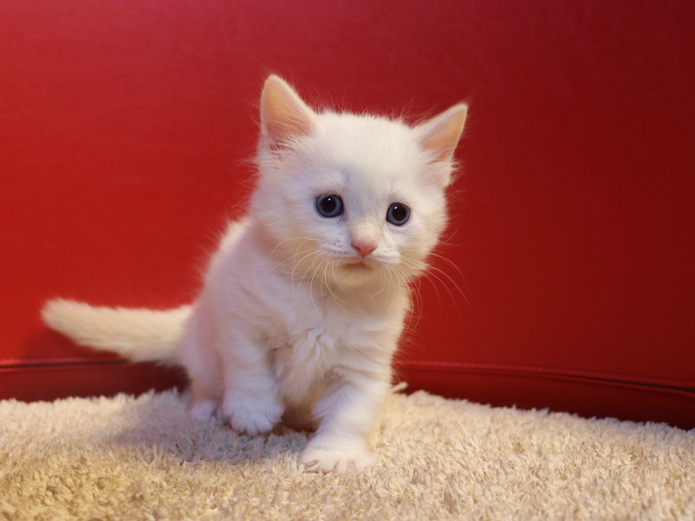 マンチカンの子猫画像