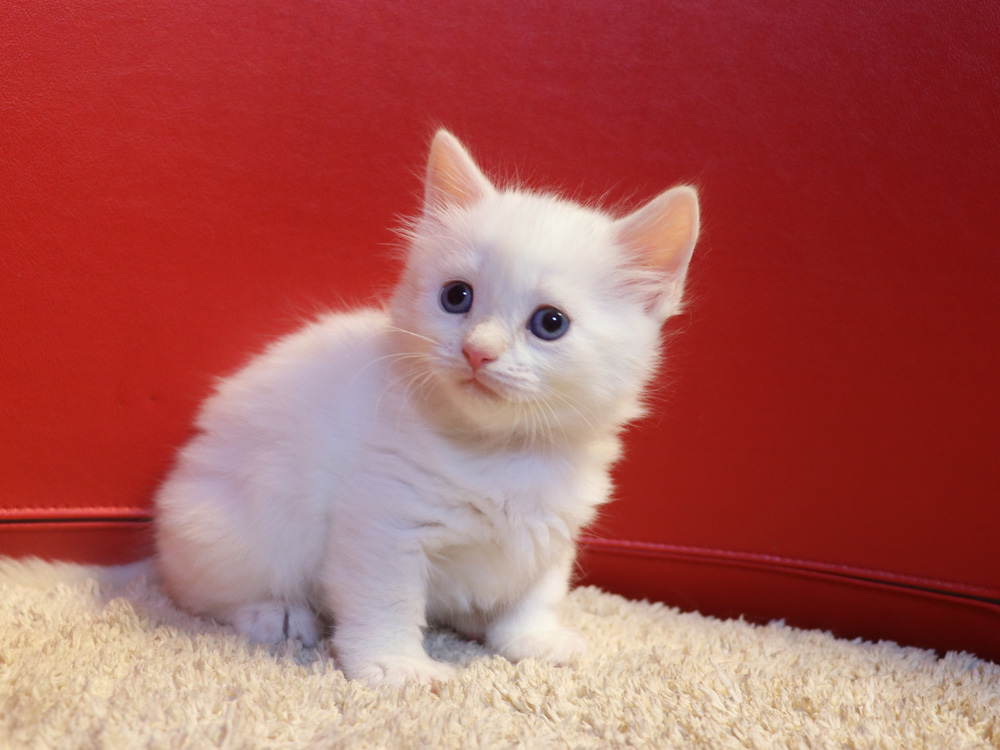 マンチカンの子猫画像