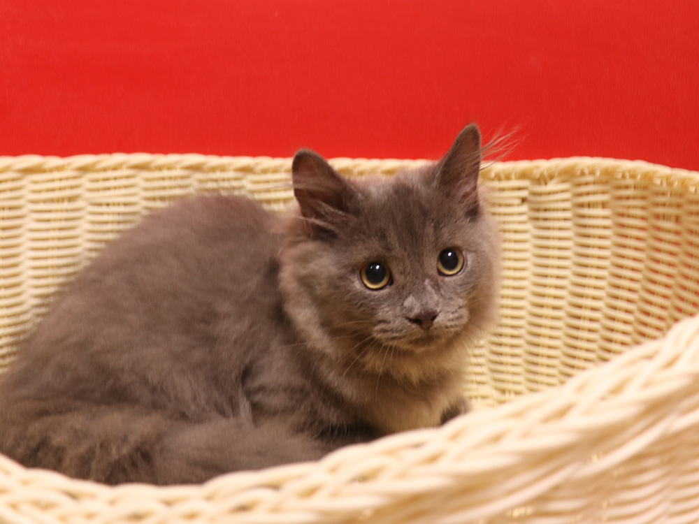 マンチカンの子猫画像