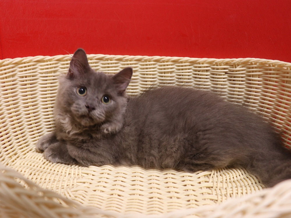 マンチカンの子猫画像