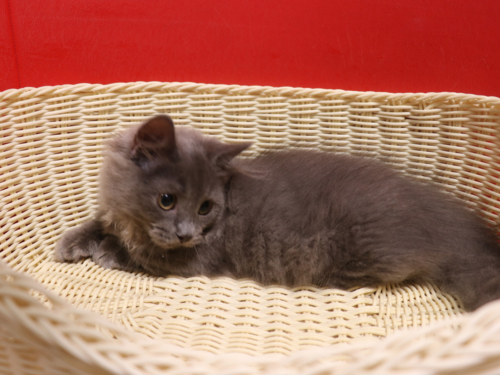 マンチカンの子猫画像