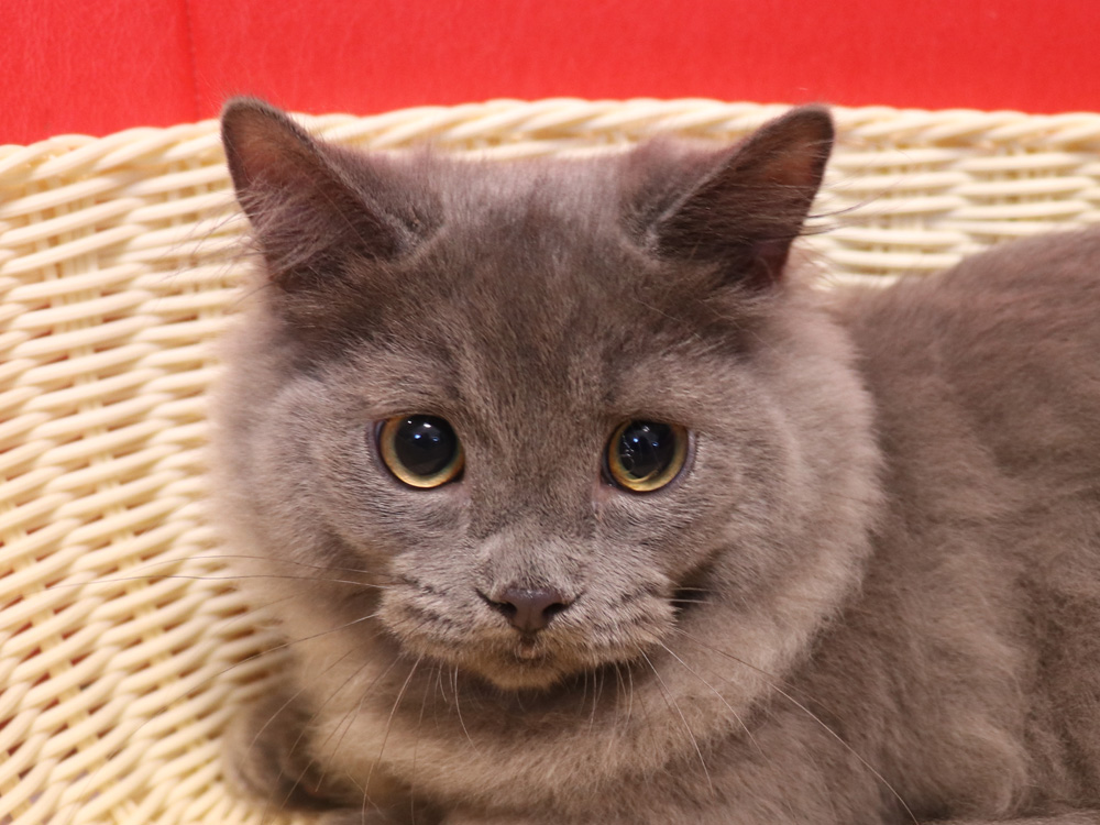 マンチカンの子猫画像