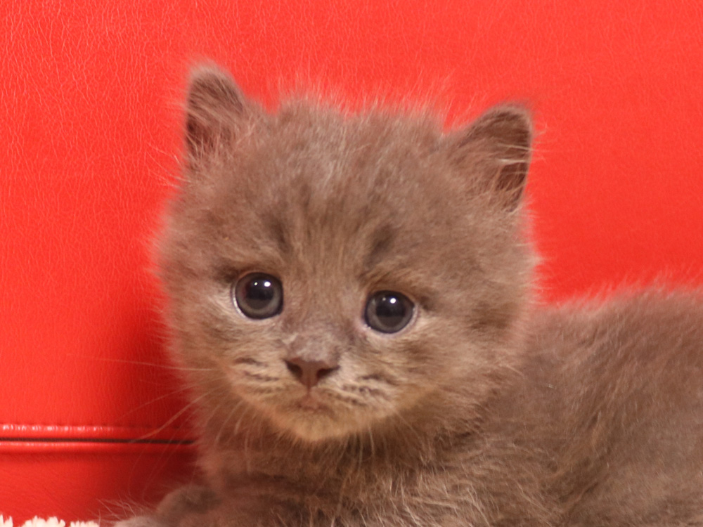 マンチカンの子猫画像