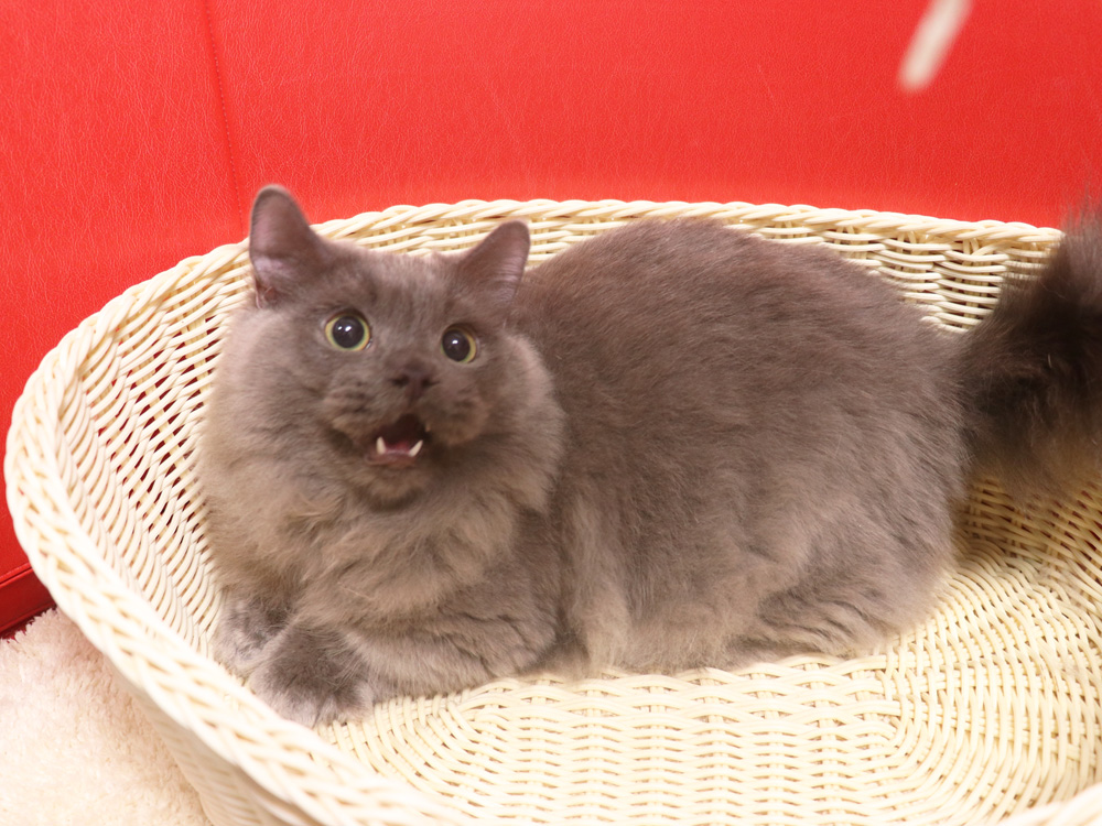 マンチカンの子猫画像