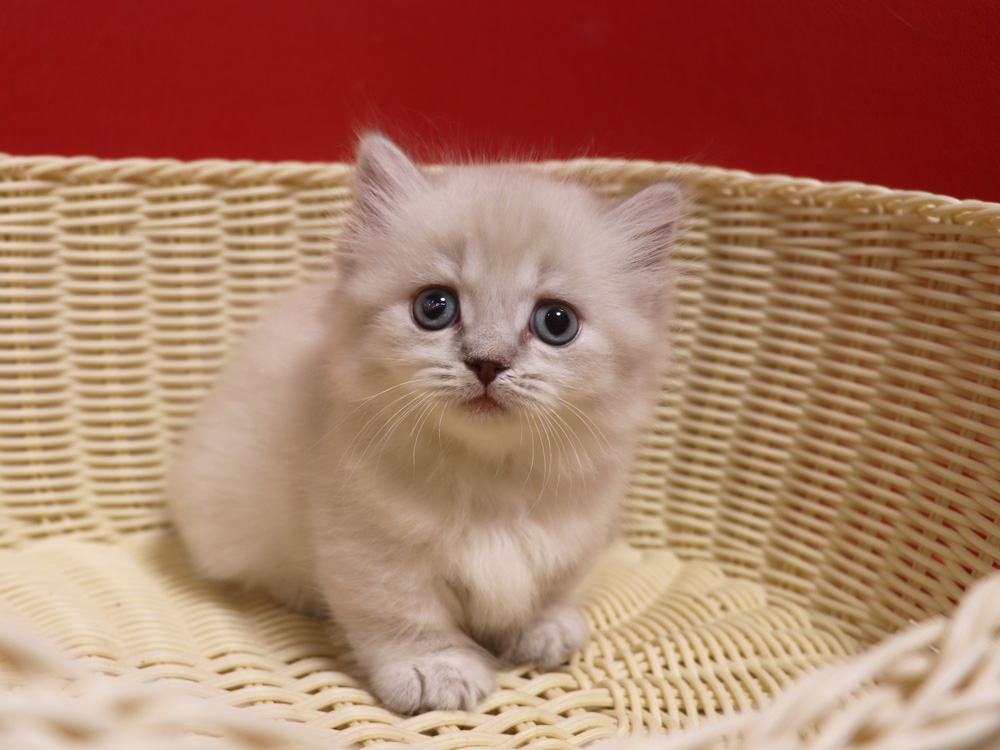 マンチカンの子猫画像