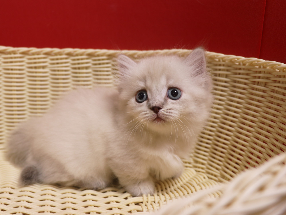 マンチカンの子猫画像