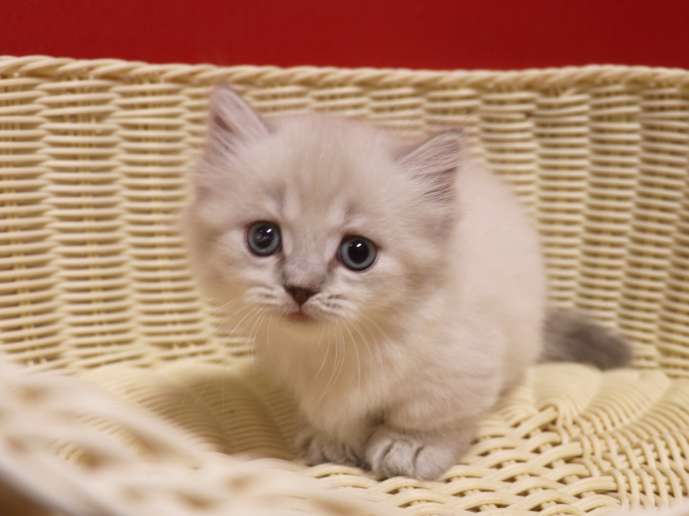 マンチカンの子猫画像