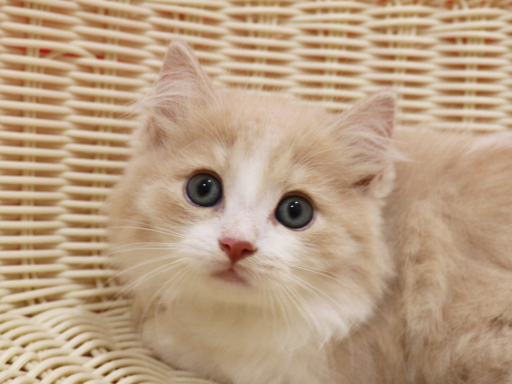 マンチカンの子猫画像