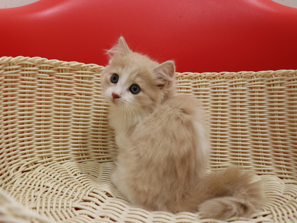 マンチカンの子猫画像