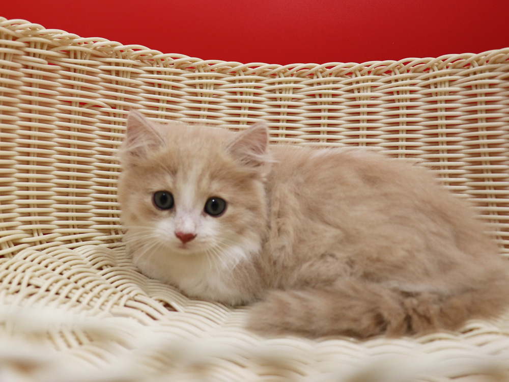 マンチカンの子猫画像