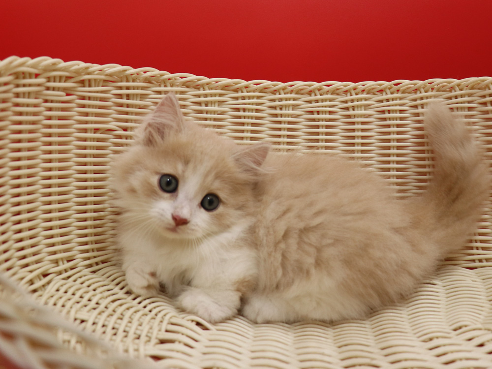 マンチカンの子猫画像