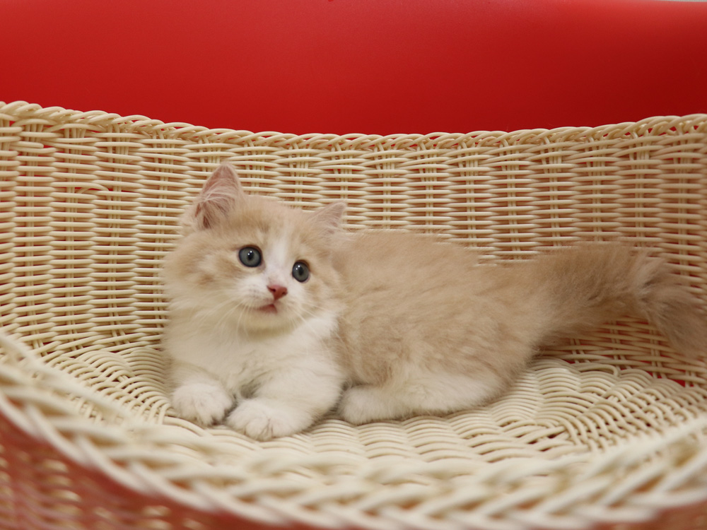 マンチカンの子猫画像