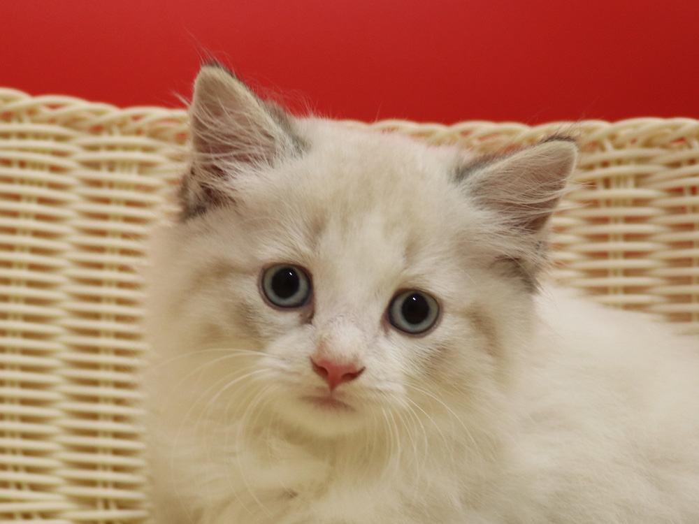 マンチカンの子猫画像