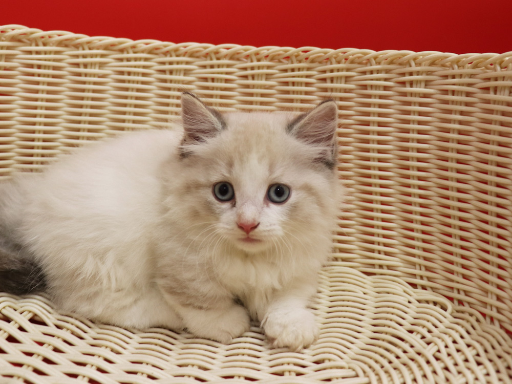 マンチカンの子猫画像