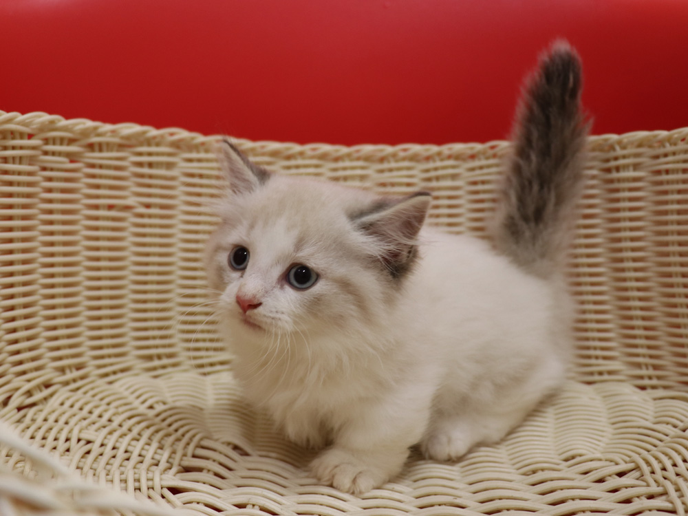 マンチカンの子猫画像