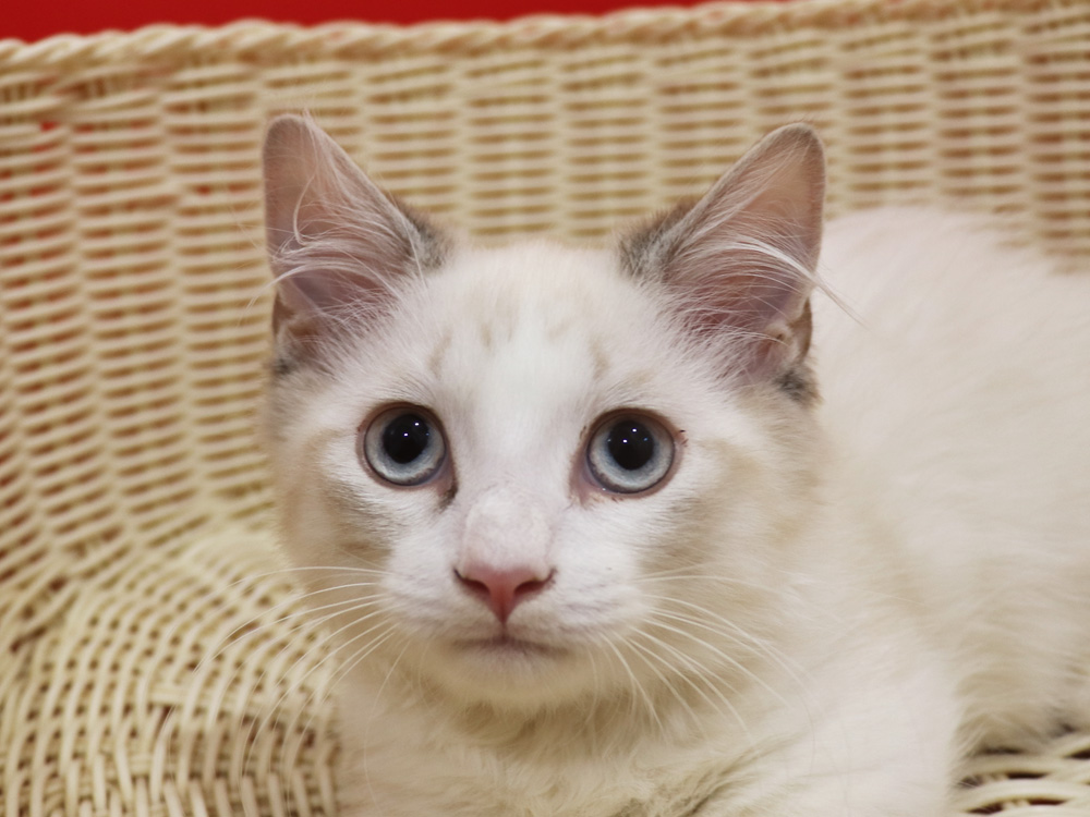 マンチカンの子猫画像