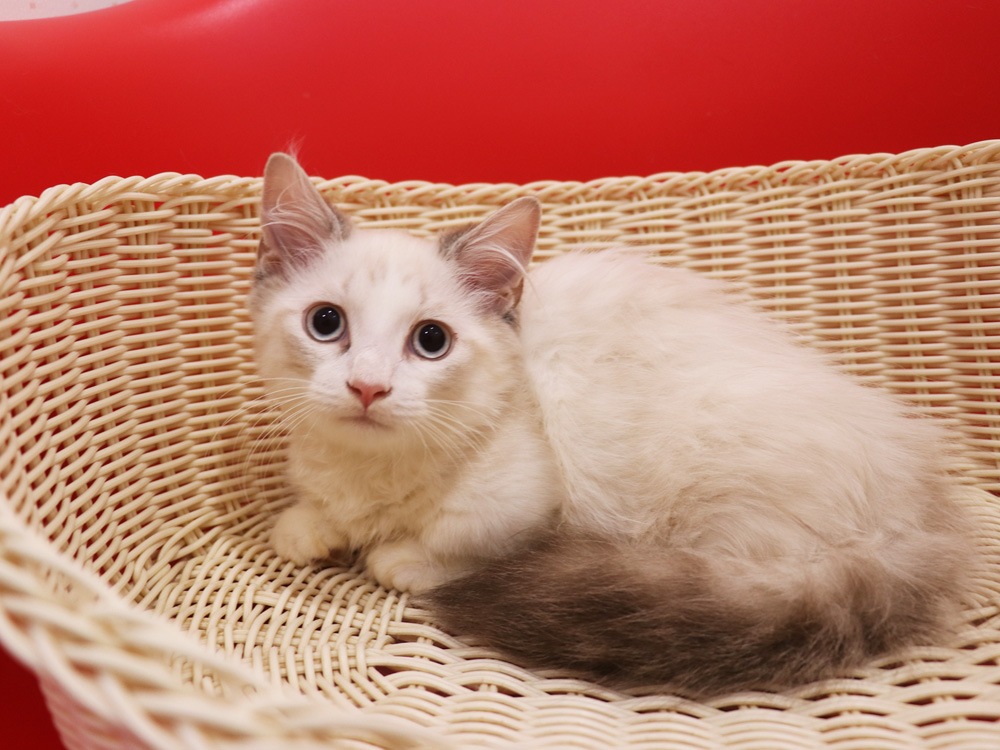 マンチカンの子猫画像