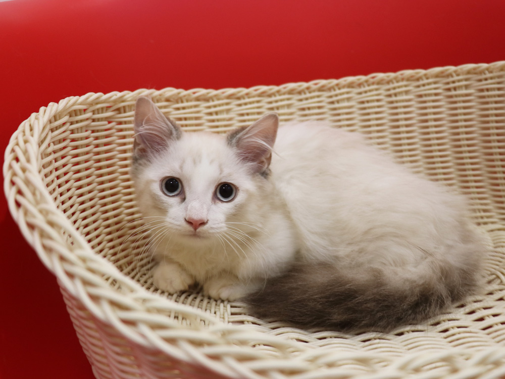 マンチカンの子猫画像