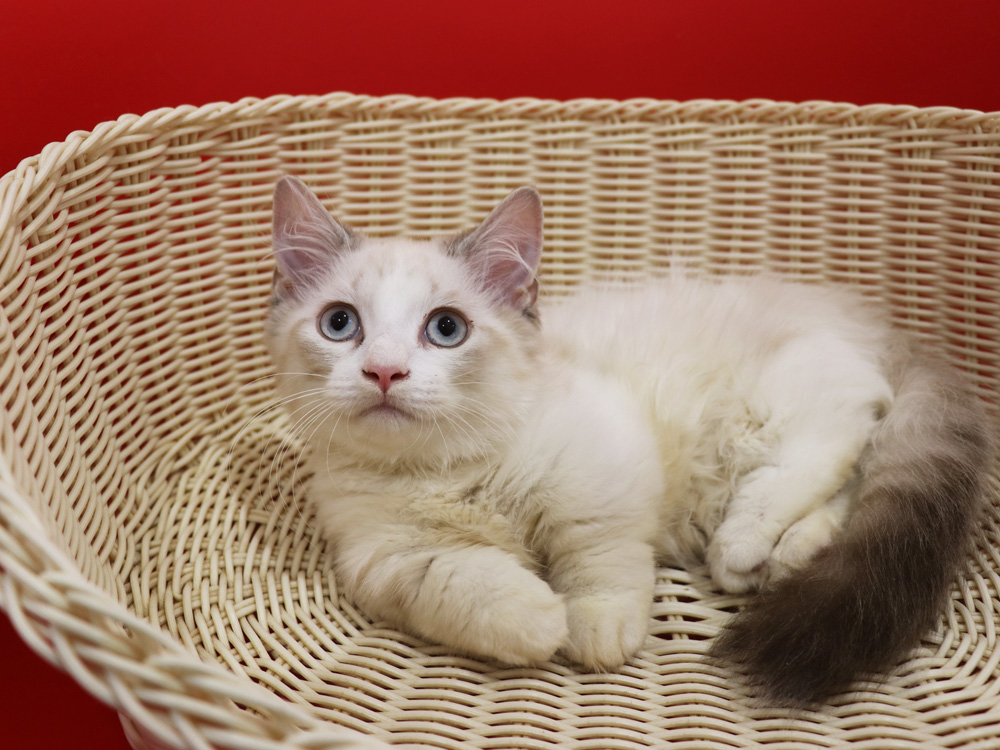 マンチカンの子猫画像