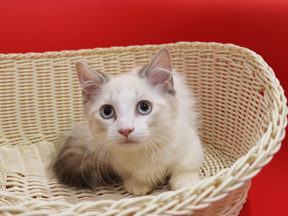 マンチカンの子猫画像