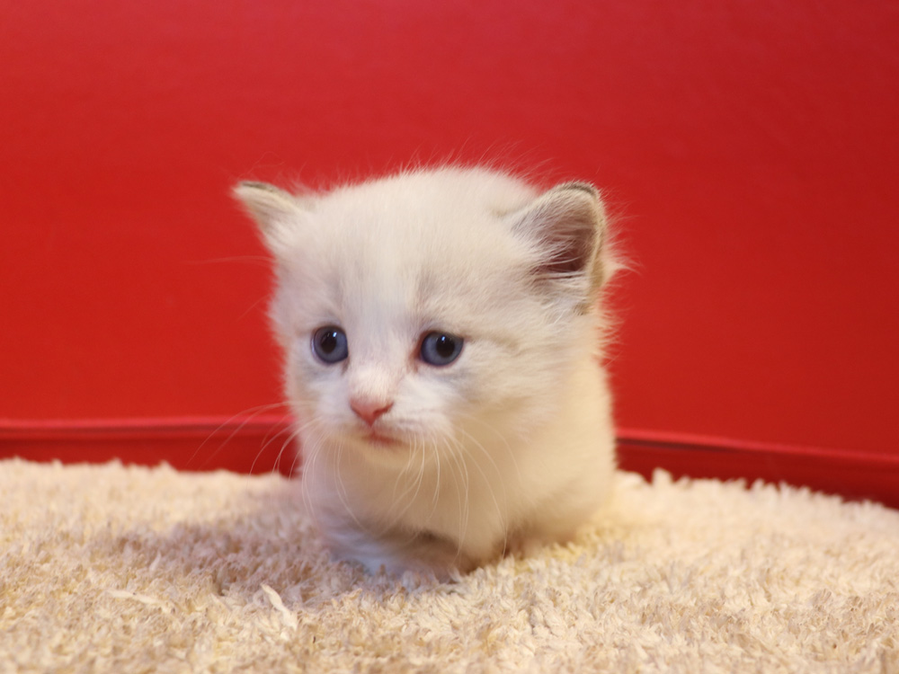 マンチカンの子猫画像