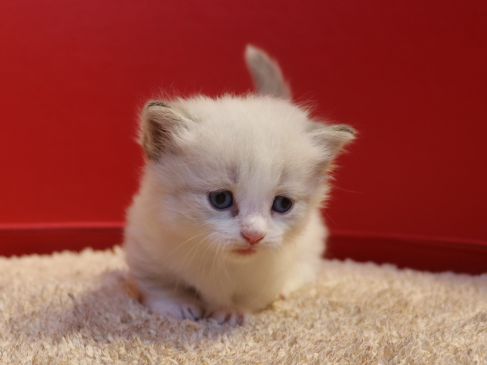 マンチカンの子猫画像