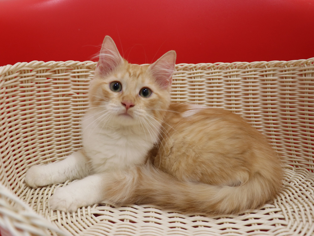 マンチカンの子猫画像