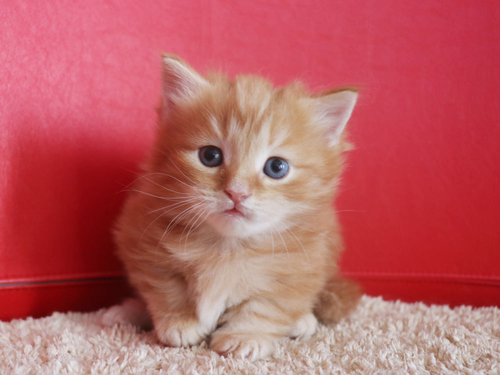 マンチカンの子猫画像