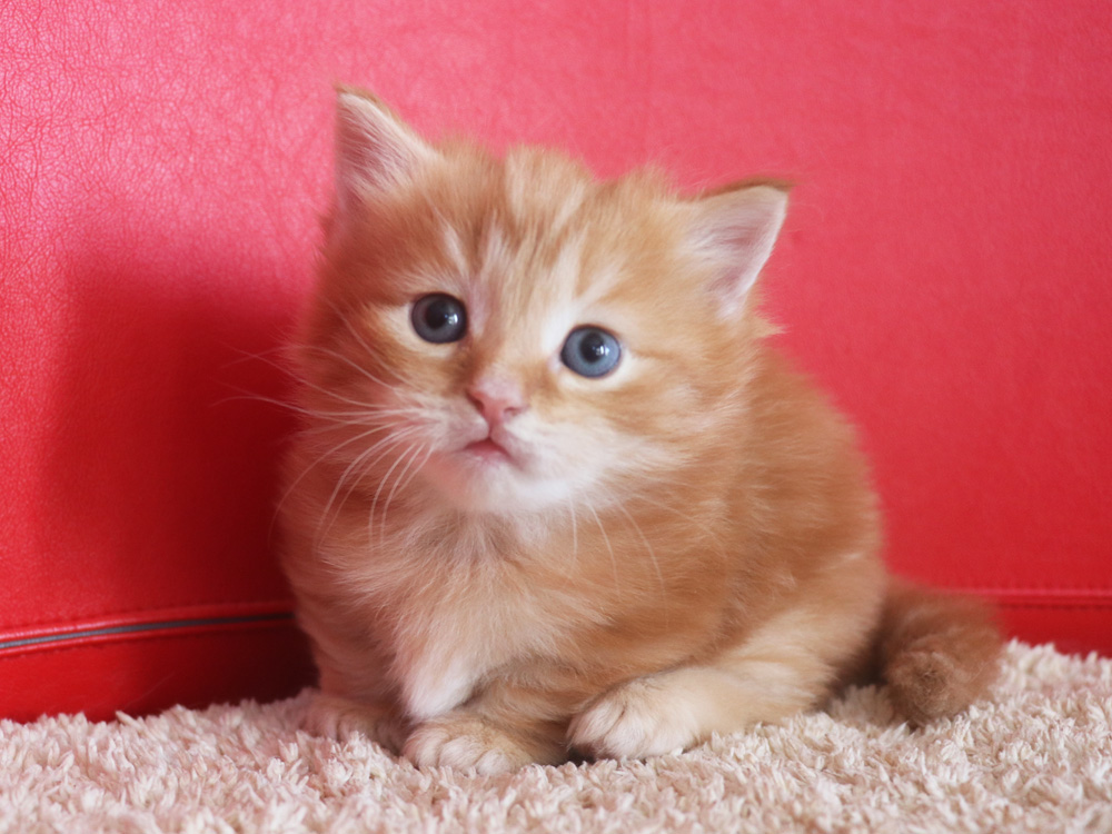 マンチカンの子猫画像