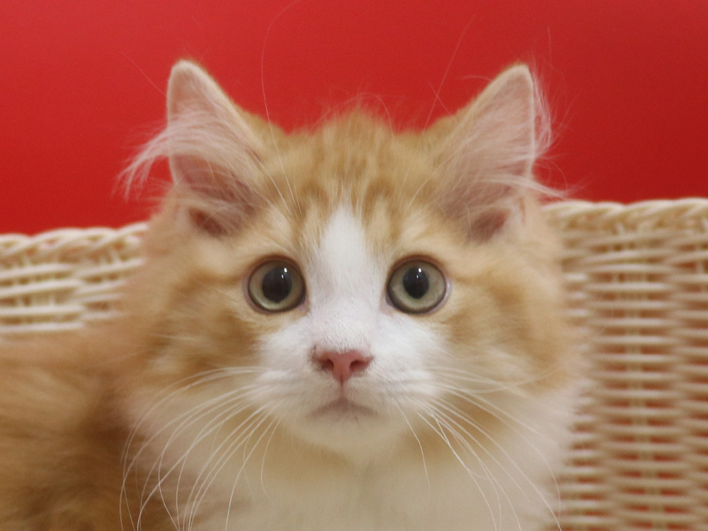 マンチカンの子猫画像
