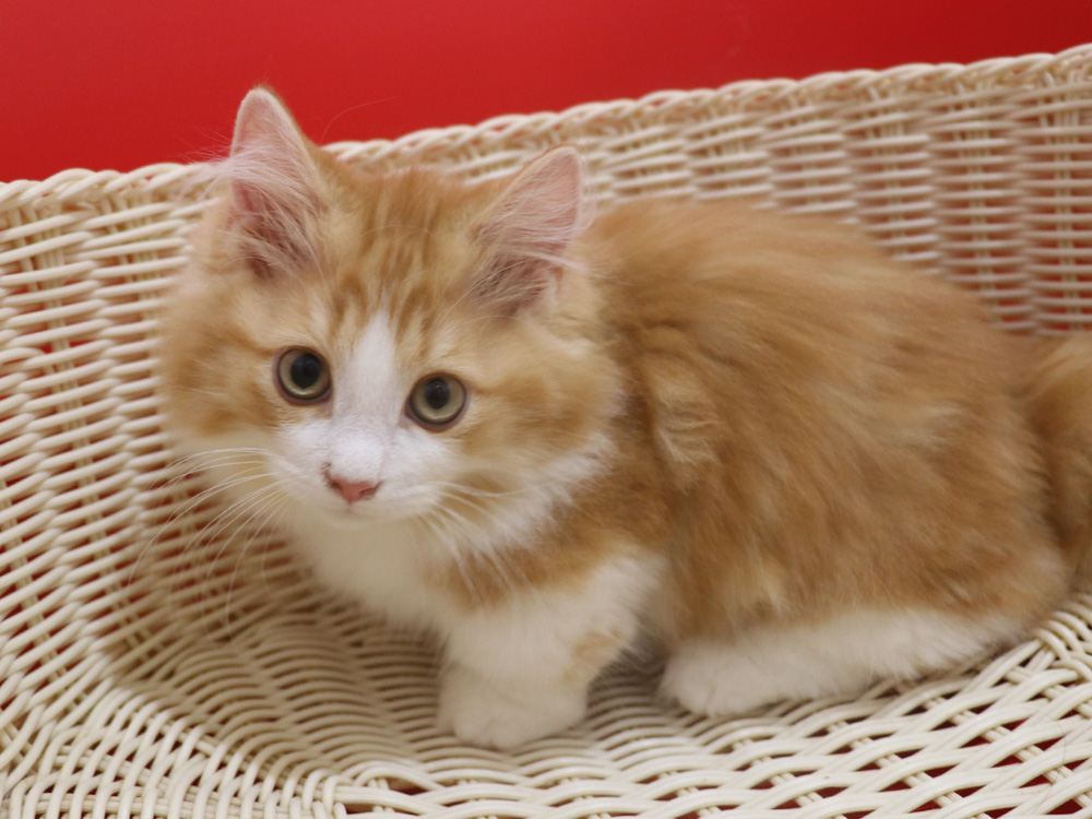 マンチカンの子猫画像