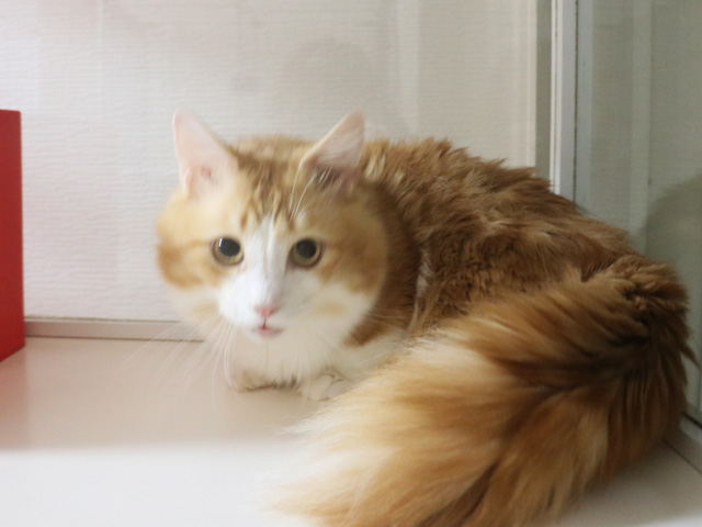 10万円以下の子猫